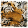 sanfte Tigerin