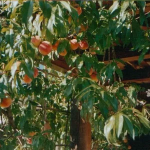 pfirsichbaum bei uns zuhause