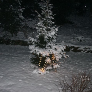 Weihnachtsbaum drauen in Hagen/Westf,