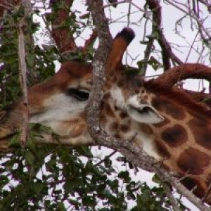 Giraffe im Krger Nationalpark