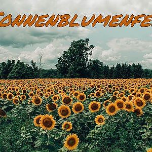 TommyG-Sonnenblumenfeld - YouTube