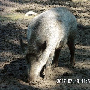 Schweinebild verkl..jpg
