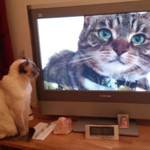 Katze schaut Fernsehen.jpg