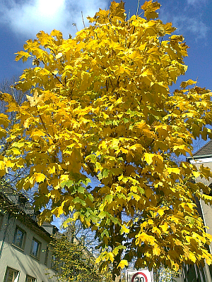 Gold Des Herbstes
