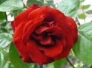 rose1.webp