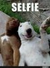 3 Hunde selfie.jpg